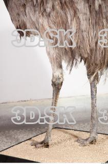 Emus leg photo reference 0080